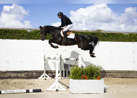 Hannoveraner, Wallach, 4 Jahre, 164 cm, Dunkelbrauner