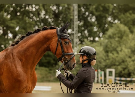 Hannoveraner, Wallach, 4 Jahre, 165 cm, Brauner