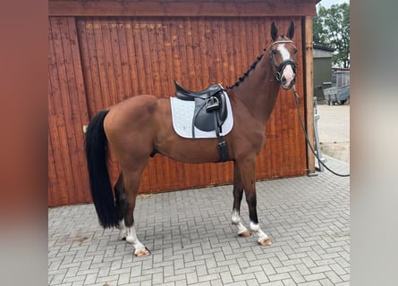 Hannoveraner, Wallach, 4 Jahre, 165 cm, Brauner