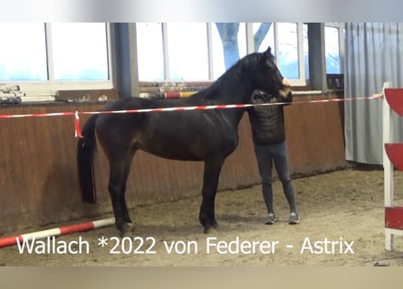 Hannoveraner, Wallach, 4 Jahre, 165 cm, Dunkelbrauner