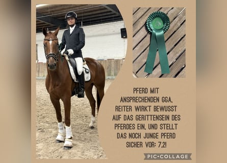 Hannoveraner, Wallach, 4 Jahre, 165 cm, Fuchs