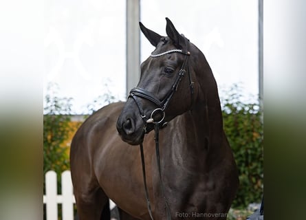 Hannoveraner, Wallach, 4 Jahre, 165 cm, Rappe