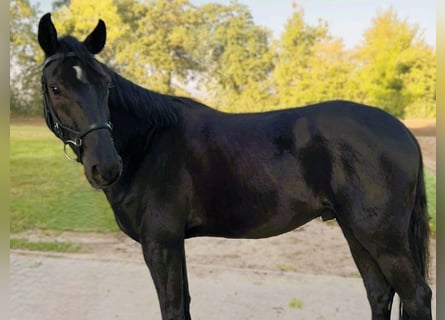 Hannoveraner, Wallach, 4 Jahre, 165 cm, Rappe
