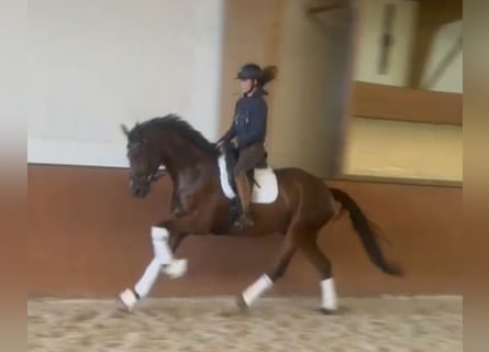 Hannoveraner, Wallach, 4 Jahre, 166 cm, Brauner
