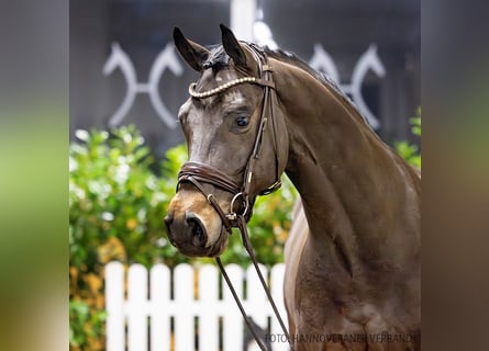 Hannoveraner, Wallach, 4 Jahre, 166 cm, Brauner