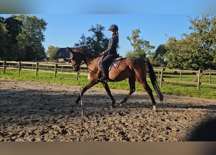 Hannoveraner, Wallach, 4 Jahre, 166 cm, Brauner