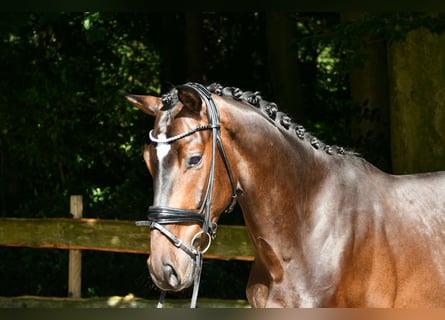 Hannoveraner, Wallach, 4 Jahre, 166 cm, Dunkelbrauner