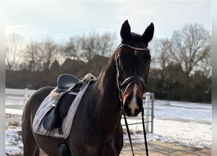 Hannoveraner, Wallach, 4 Jahre, 166 cm, Dunkelbrauner