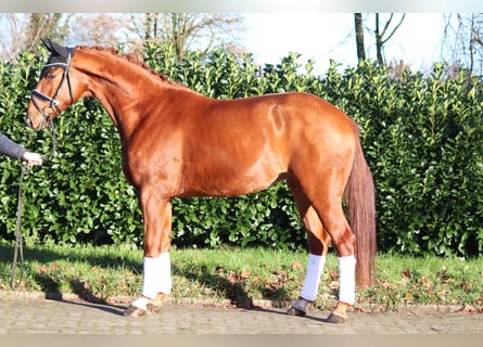 Hannoveraner, Wallach, 4 Jahre, 166 cm, Fuchs