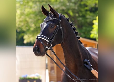 Hannoveraner, Wallach, 4 Jahre, 166 cm, Fuchs
