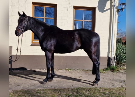 Hannoveraner, Wallach, 4 Jahre, 166 cm, Rappe