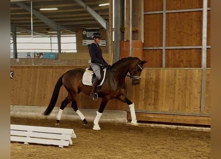 Hannoveraner, Wallach, 4 Jahre, 167 cm, Dunkelbrauner