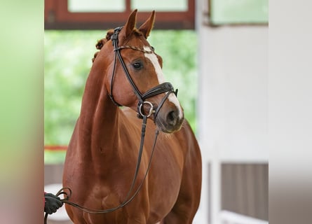 Hannoveraner, Wallach, 4 Jahre, 167 cm, Dunkelfuchs