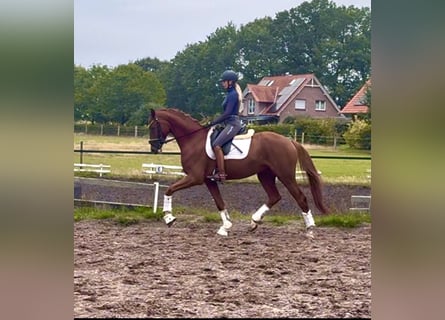 Hannoveraner, Wallach, 4 Jahre, 167 cm, Dunkelfuchs