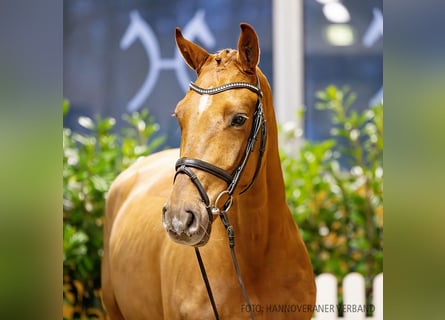 Hannoveraner, Wallach, 4 Jahre, 167 cm, Dunkelfuchs