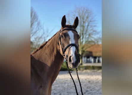 Hannoveraner, Wallach, 4 Jahre, 167 cm, Fuchs