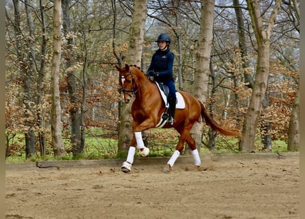 Hannoveraner, Wallach, 4 Jahre, 167 cm, Fuchs