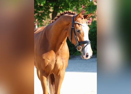 Hannoveraner, Wallach, 4 Jahre, 167 cm, Fuchs
