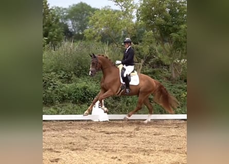 Hannoveraner, Wallach, 4 Jahre, 167 cm, Fuchs