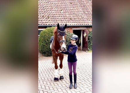 Hannoveraner, Wallach, 4 Jahre, 167 cm, Fuchs