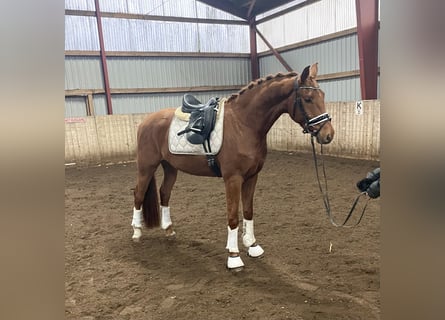 Hannoveraner, Wallach, 4 Jahre, 167 cm, Fuchs