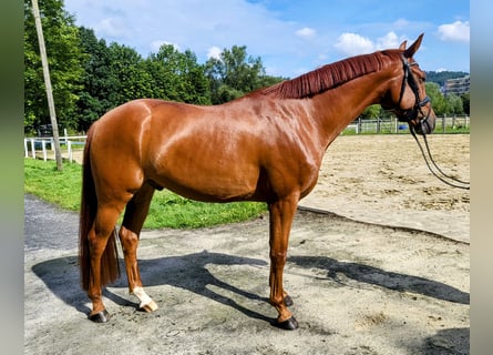 Hannoveraner, Wallach, 4 Jahre, 167 cm, Fuchs