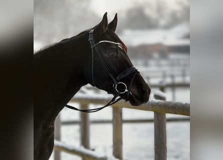 Hannoveraner, Wallach, 4 Jahre, 167 cm, Schwarzbrauner