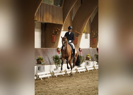 Hannoveraner, Wallach, 4 Jahre, 168 cm, Brauner