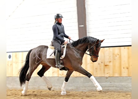 Hannoveraner, Wallach, 4 Jahre, 168 cm, Brauner