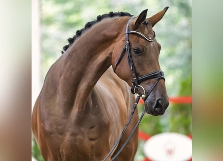 Hannoveraner, Wallach, 4 Jahre, 168 cm, Brauner