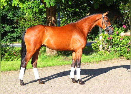 Hannoveraner, Wallach, 4 Jahre, 168 cm, Brauner