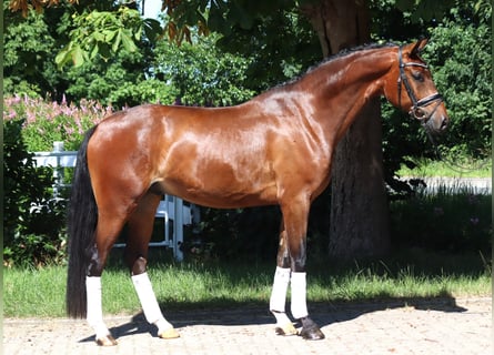 Hannoveraner, Wallach, 4 Jahre, 168 cm, Brauner