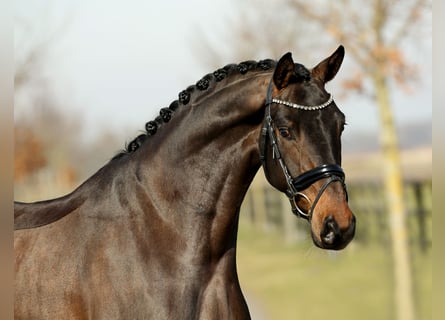 Hannoveraner, Wallach, 4 Jahre, 168 cm, Brauner