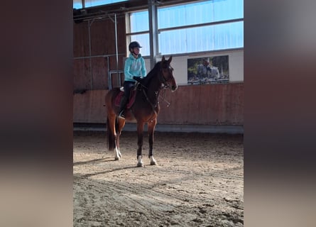Hannoveraner, Wallach, 4 Jahre, 168 cm, Brauner