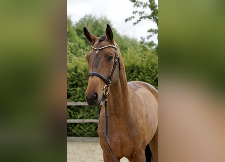 Hannoveraner, Wallach, 4 Jahre, 168 cm, Brauner