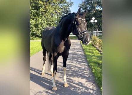 Hannoveraner, Wallach, 4 Jahre, 168 cm