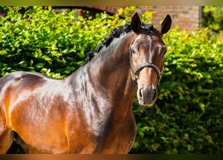 Hannoveraner, Wallach, 4 Jahre, 168 cm, Dunkelbrauner