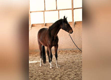 Hannoveraner, Wallach, 4 Jahre, 168 cm, Dunkelbrauner