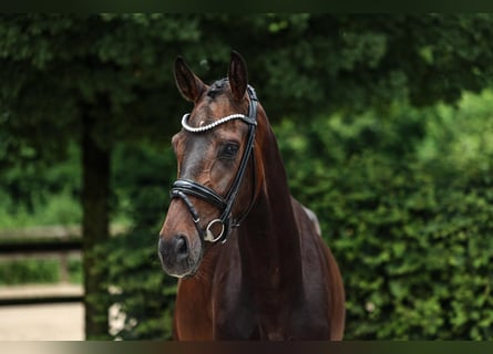Hannoveraner, Wallach, 4 Jahre, 168 cm, Dunkelbrauner