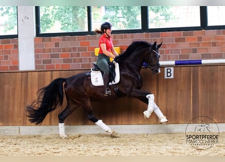 Hannoveraner, Wallach, 4 Jahre, 168 cm, Dunkelbrauner