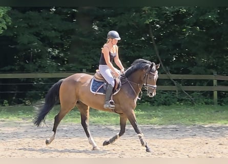 Hannoveraner, Wallach, 4 Jahre, 168 cm, Dunkelbrauner