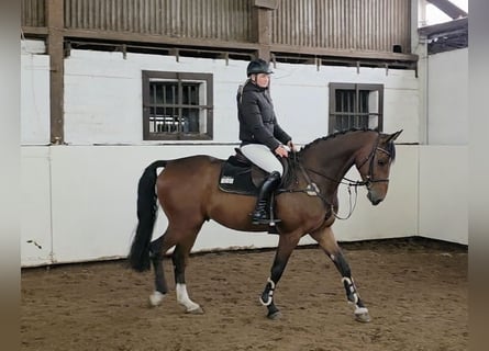Hannoveraner, Wallach, 4 Jahre, 168 cm, Dunkelbrauner