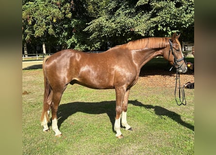 Hannoveraner, Wallach, 4 Jahre, 168 cm, Dunkelfuchs