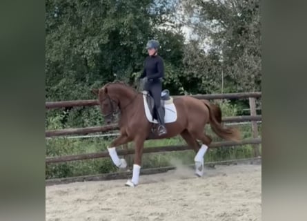 Hannoveraner, Wallach, 4 Jahre, 168 cm, Dunkelfuchs