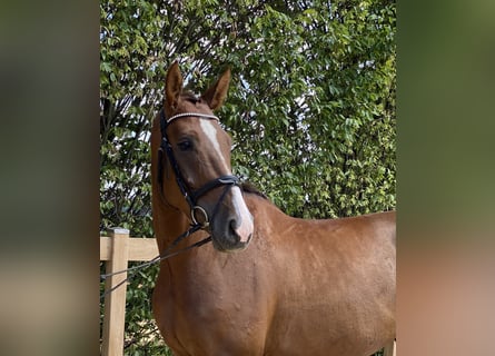 Hannoveraner, Wallach, 4 Jahre, 168 cm, Dunkelfuchs