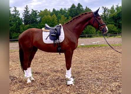 Hannoveraner, Wallach, 4 Jahre, 168 cm, Dunkelfuchs