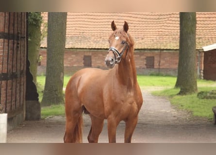 Hannoveraner, Wallach, 4 Jahre, 168 cm, Fuchs