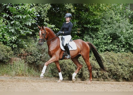 Hannoveraner, Wallach, 4 Jahre, 168 cm, Fuchs