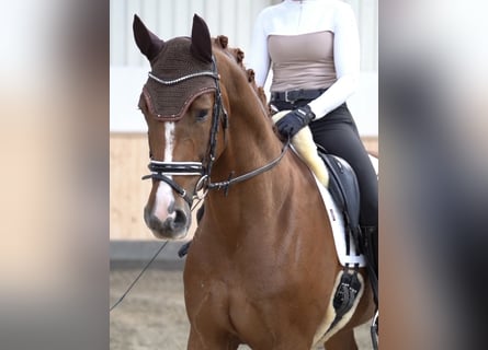 Hannoveraner, Wallach, 4 Jahre, 168 cm, Fuchs