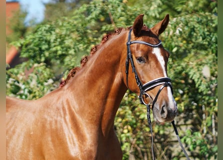 Hannoveraner, Wallach, 4 Jahre, 168 cm, Fuchs